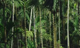 Lost in the Tool-Jungle?