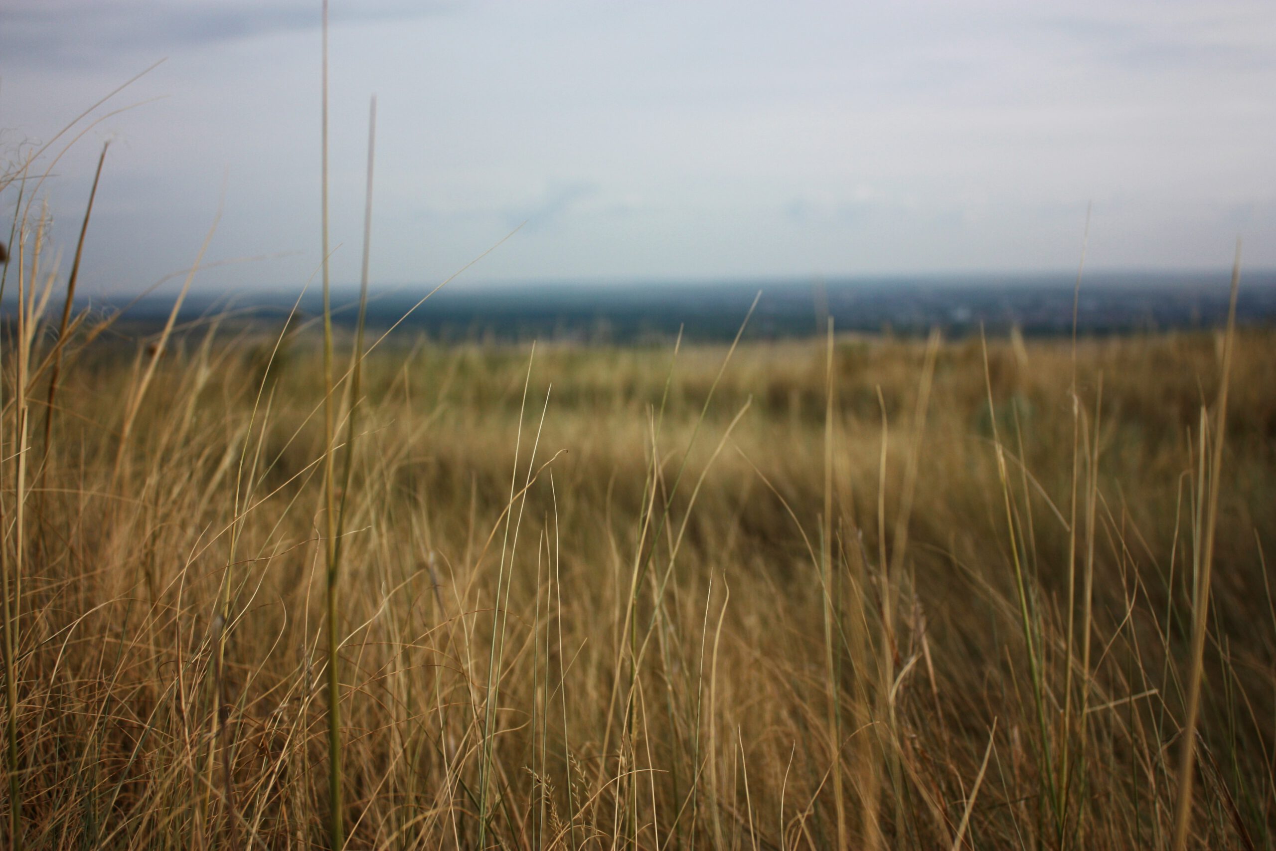 Steppe